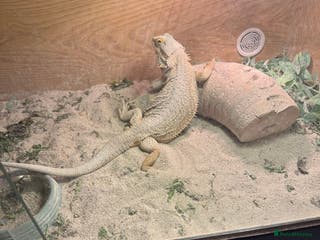 Bearded Dragon reptiles Breaded dragon - Advert 1