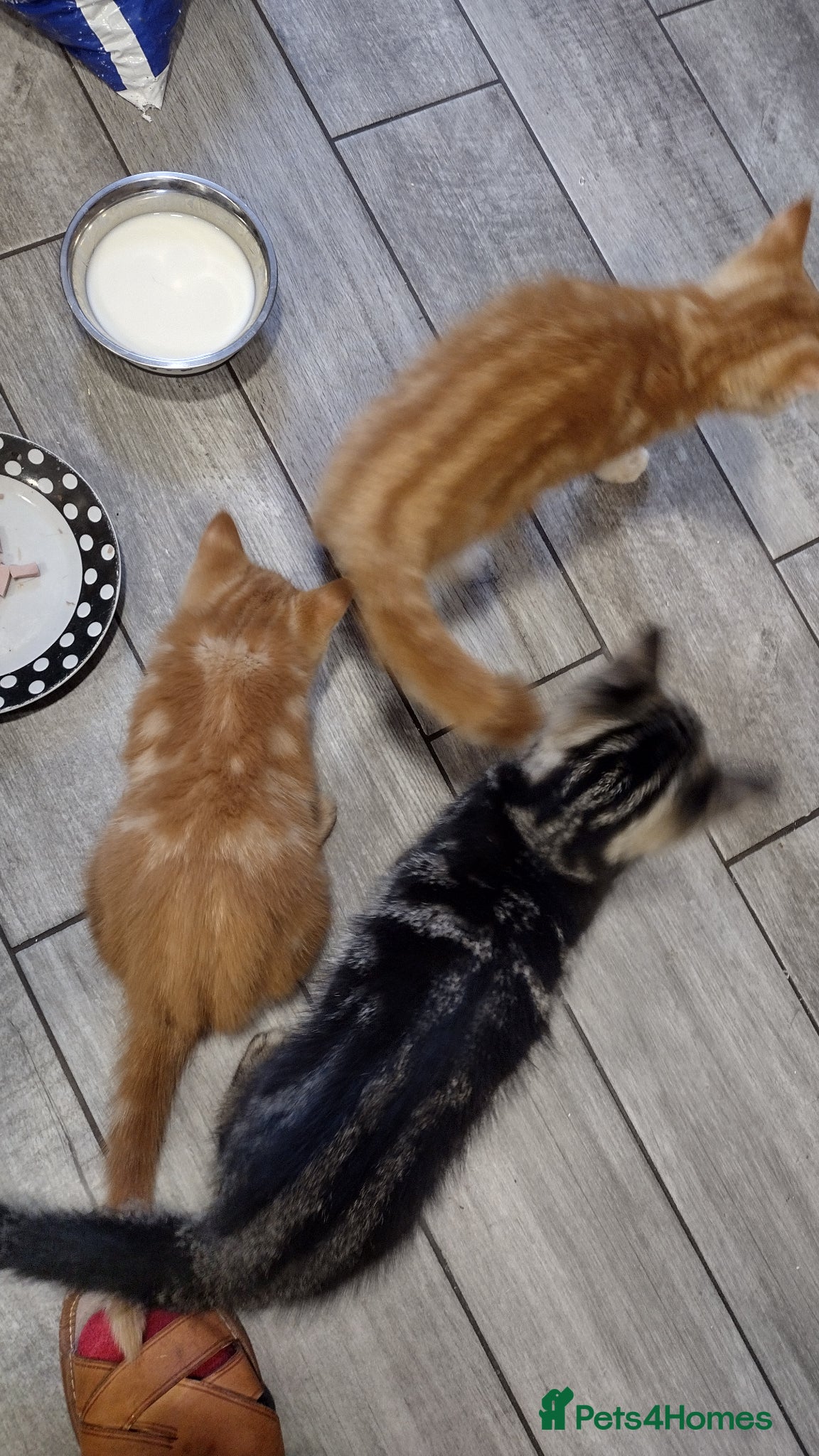 Mixed Breed cats Kitten ready for new home - Advert 2