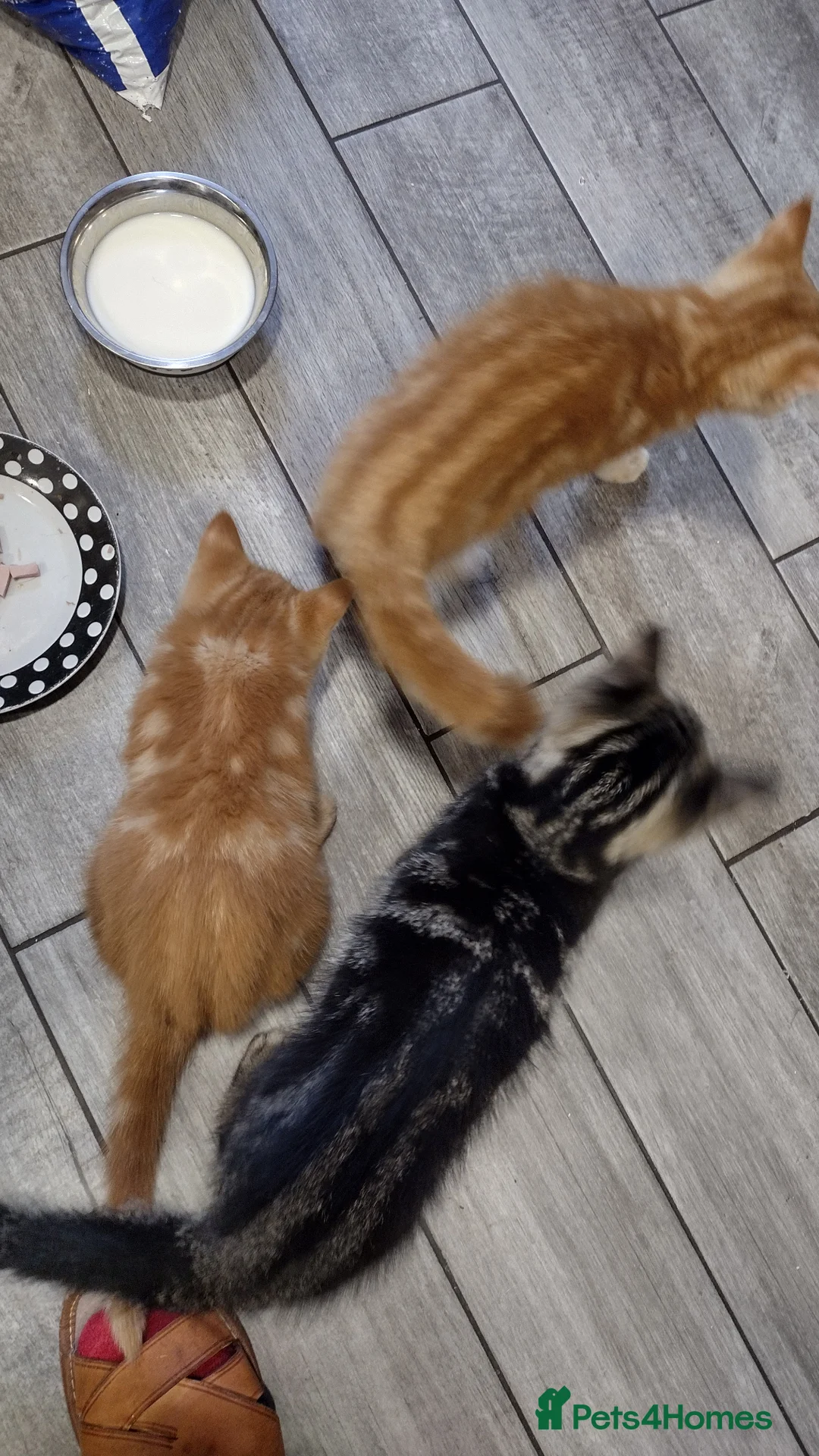 Mixed Breed cats for sale: Kitten ready for new home in Hereford - Advert 2