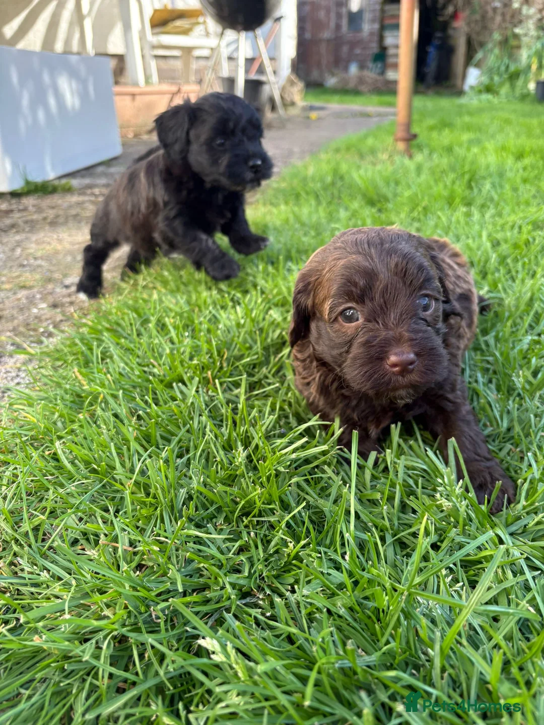 Havapoo dogs for sale: ADORABLE HAVAPOO PUPPIES HYPOALLERGENIC - Advert 2