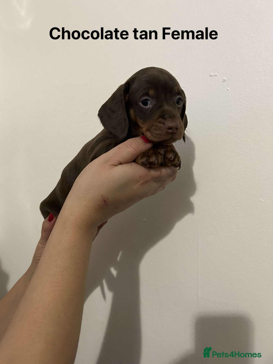 Miniature Dachshund dogs for sale: Miniature Dachsunds - Advert 4