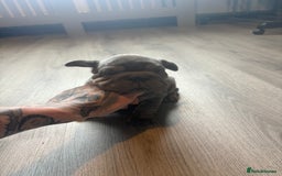 French Bulldog dogs for sale: Two French bulldogs  ** s - Image 12