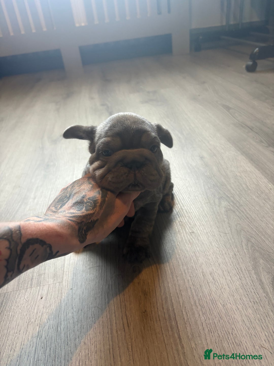 French Bulldog dogs for sale: Two French bulldogs  ** s - Image 12
