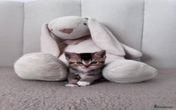 Scottish Fold cats for sale: Scottish fold X Scottish straight  - Advert 9