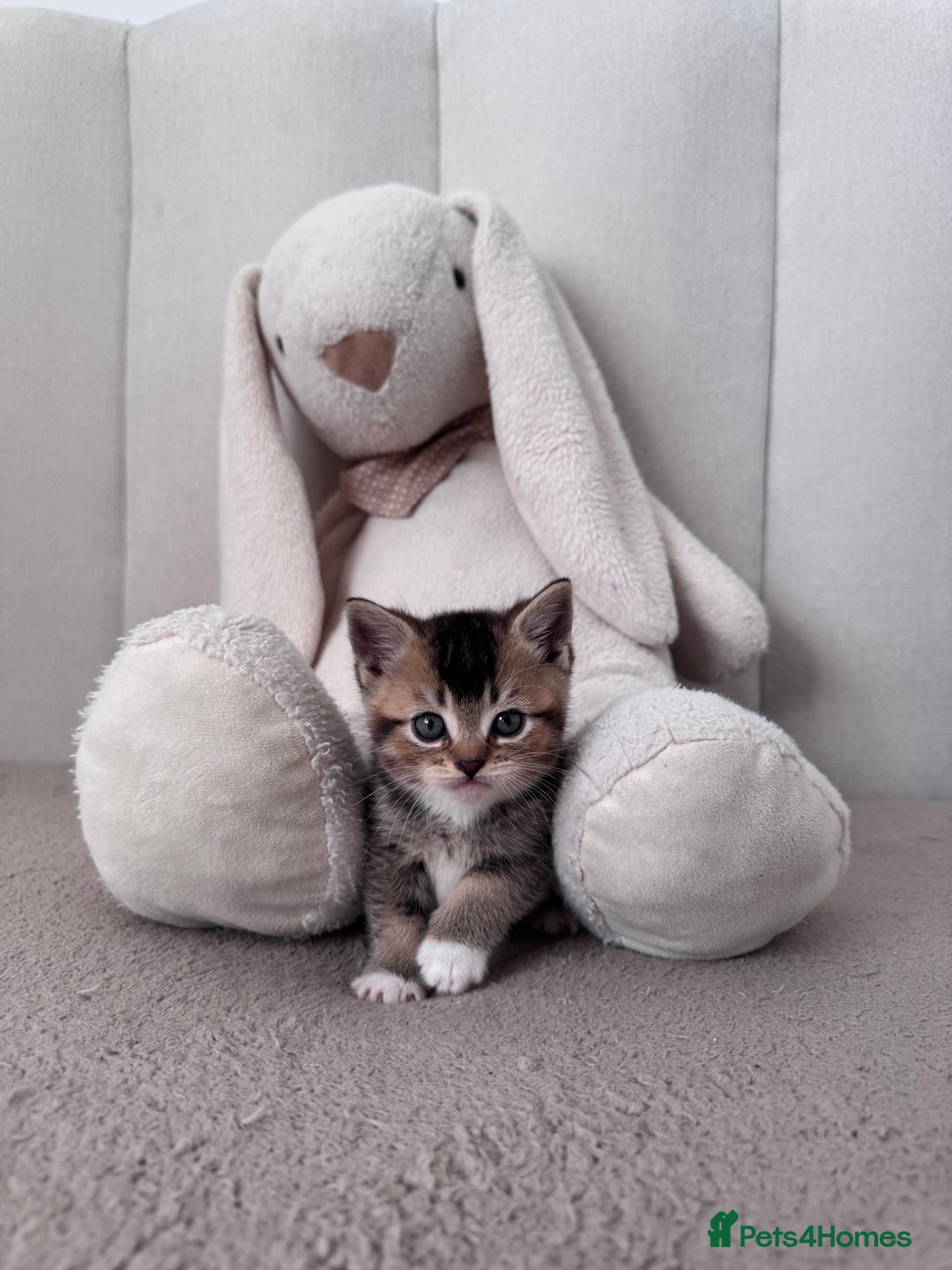 Scottish Fold cats for sale: Scottish fold X Scottish straight  - Advert 9