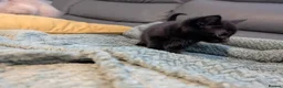 Mixed Breed cats for sale: Adorable kittens looking for forever home  in Pershore - Advert 25