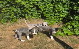 Great Dane dogs for sale: Great dane puppies for sale  in Brentwood - Image 7