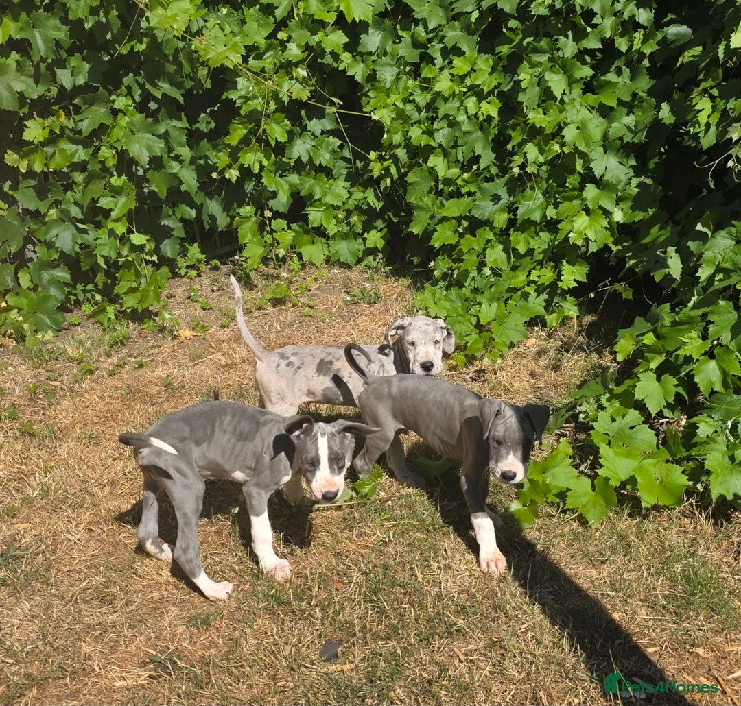 Great Dane dogs for sale: Great dane puppies for sale  in Brentwood - Image 7