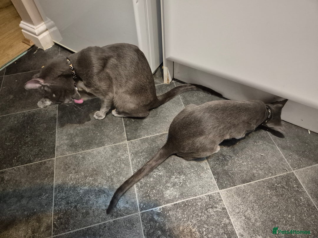 Oriental cats for sale: Beautiful blue/gray oriental kittens - Advert 16