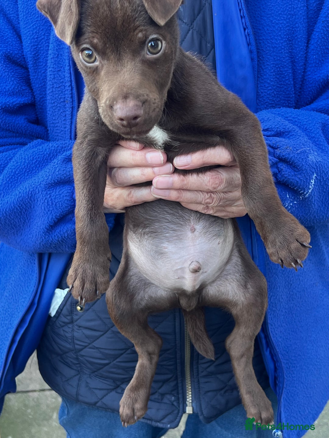 Patterdale Terrier dogs for sale: 3 patterdale terrier pups of working lines  - Image 13