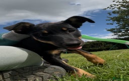 Mixed Breed dogs for sale: 5 collie cross kelpie pups  - Image 7