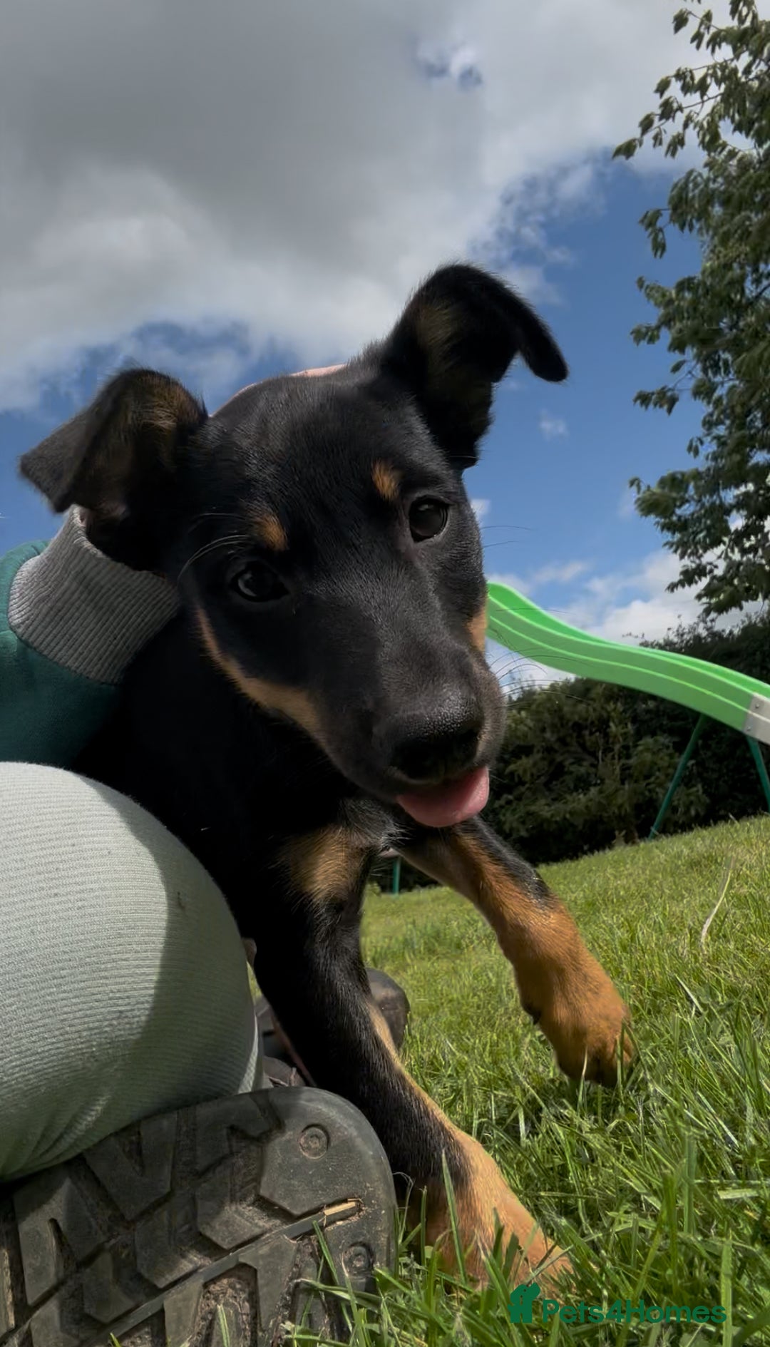 Mixed Breed dogs for sale: 5 collie cross kelpie pups  - Image 7