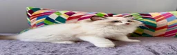 Ragdoll cats for sale: TICA registered ragdoll kittens from champions - Advert 6