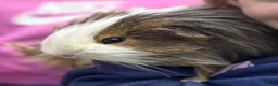 Guinea Pig rodents for sale: Pair of guinea pigs for adoption  in Stafford - Advert 2