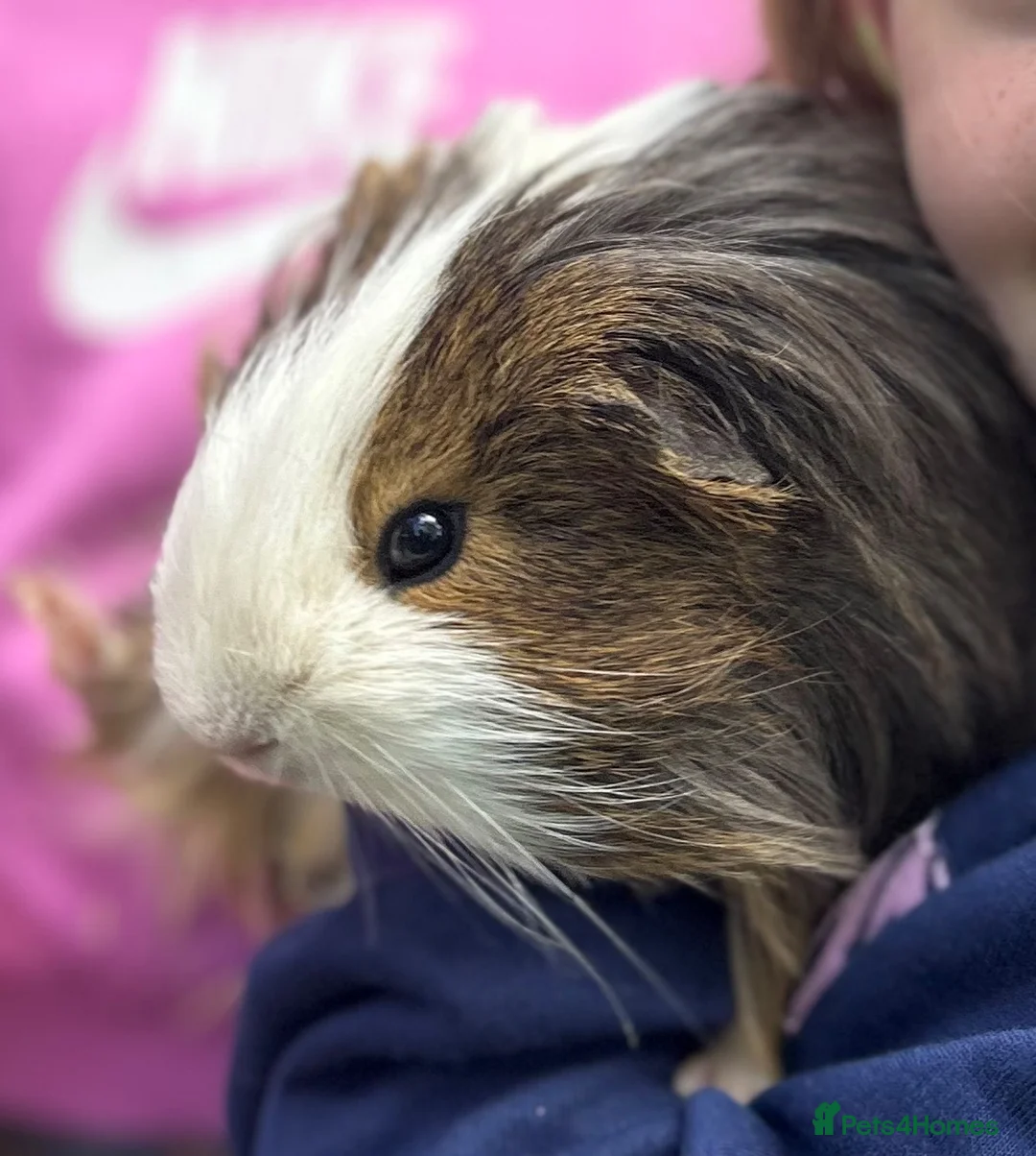 Guinea Pig rodents for sale: Pair of guinea pigs for adoption  in Stafford - Advert 2