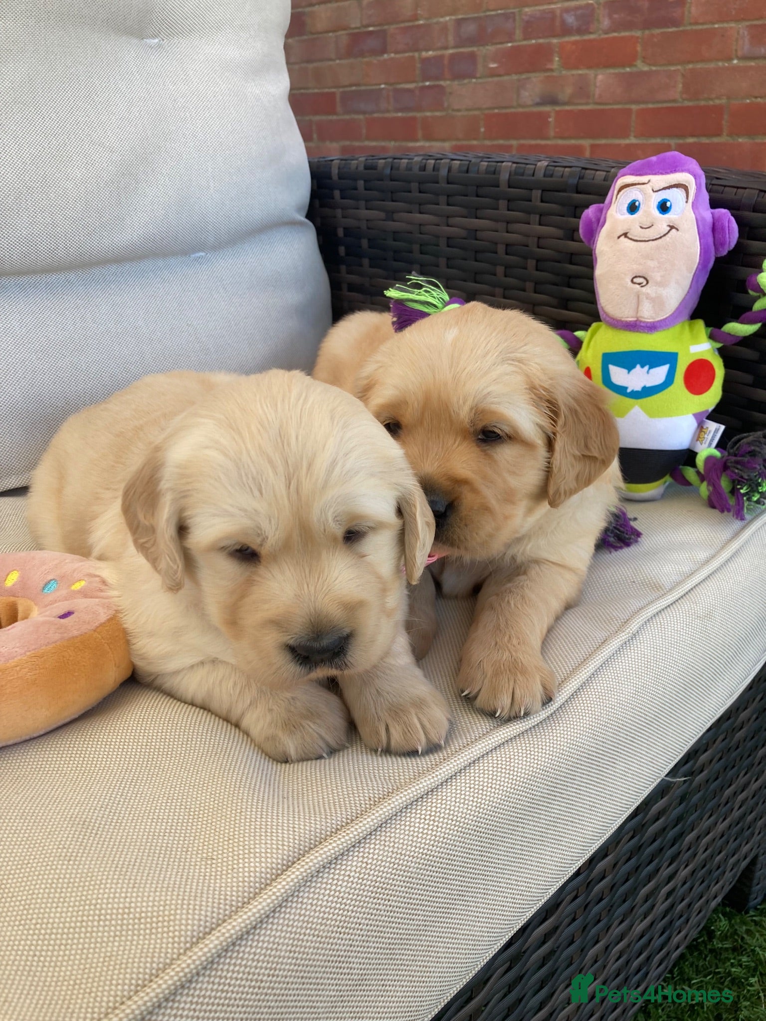 Golden Retriever dogs Chunky kc registered golden retriever puppy’s  - Advert 2
