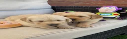 Golden Retriever dogs for sale: Chunky kc registered golden retriever puppy’s  - Advert 4