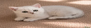British Shorthair 2