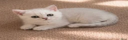 British Shorthair cats for sale: 🐾 Beautiful British Shorthair Kittens✨ 🩷 - Advert 2