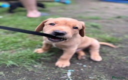 Labrador Retriever dogs for sale: KC registered Labrador retrievers for sale  - Image 8