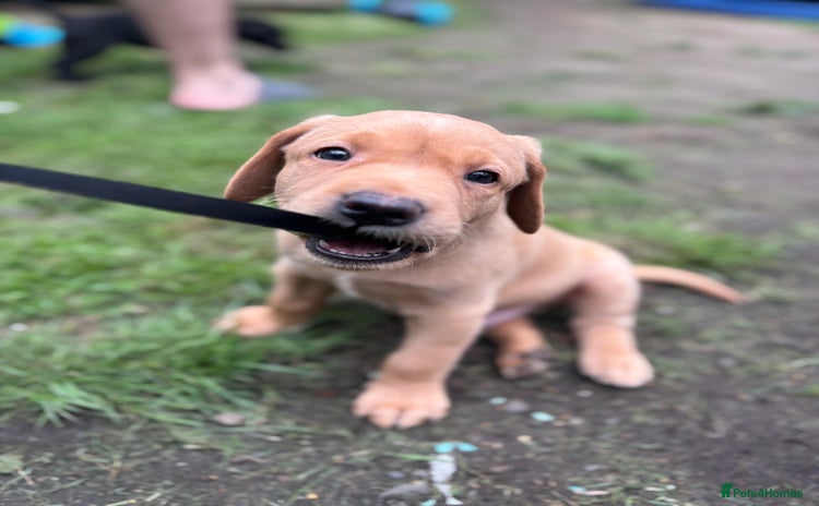 Labrador Retriever dogs - Advert 7