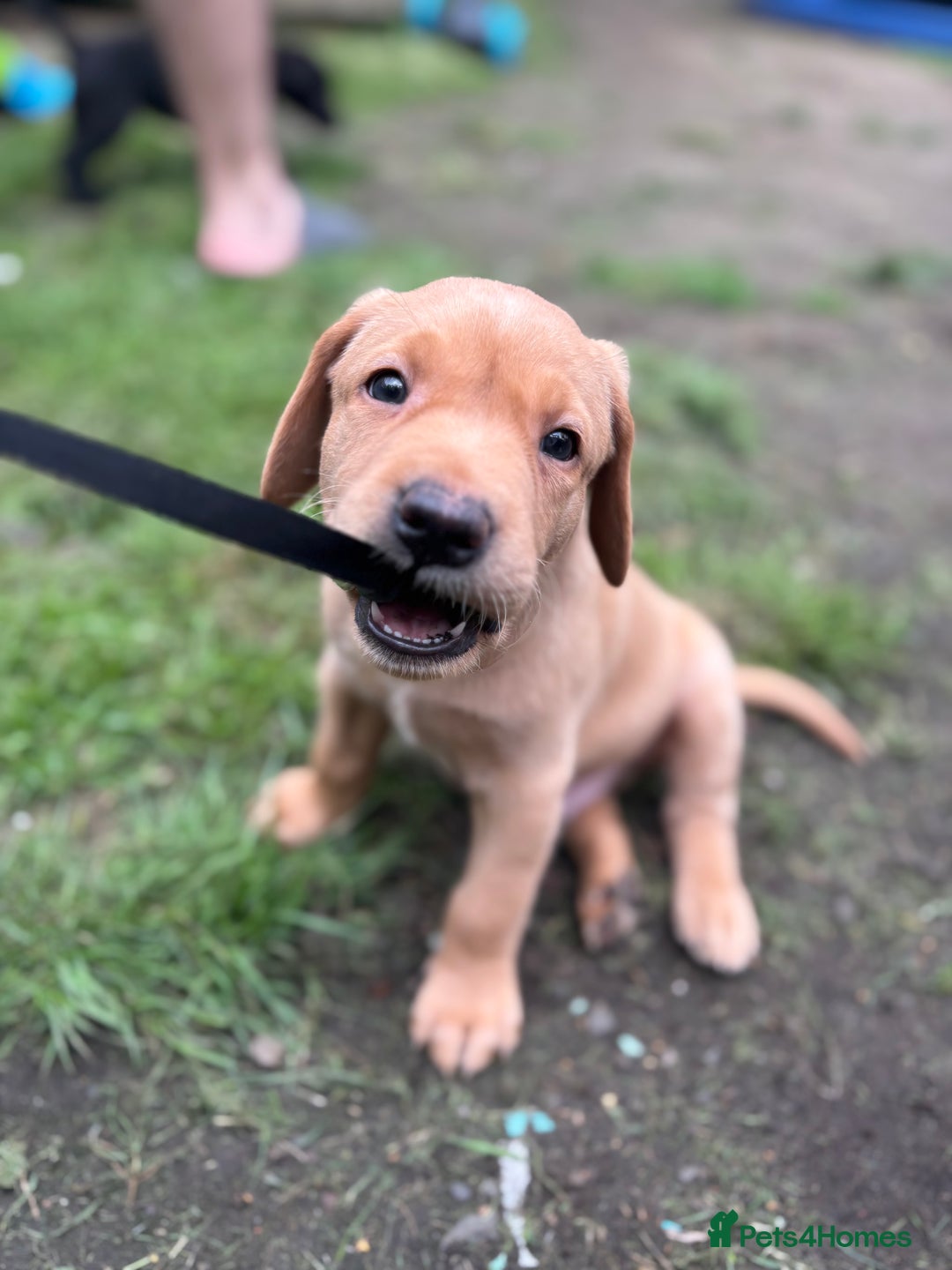 Labrador Retriever dogs for sale: KC registered Labrador retrievers for sale  - Image 8