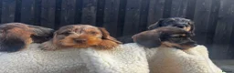 Miniature Dachshund dogs for sale: Wire Haired Miniature Dachshunds  - Advert 7