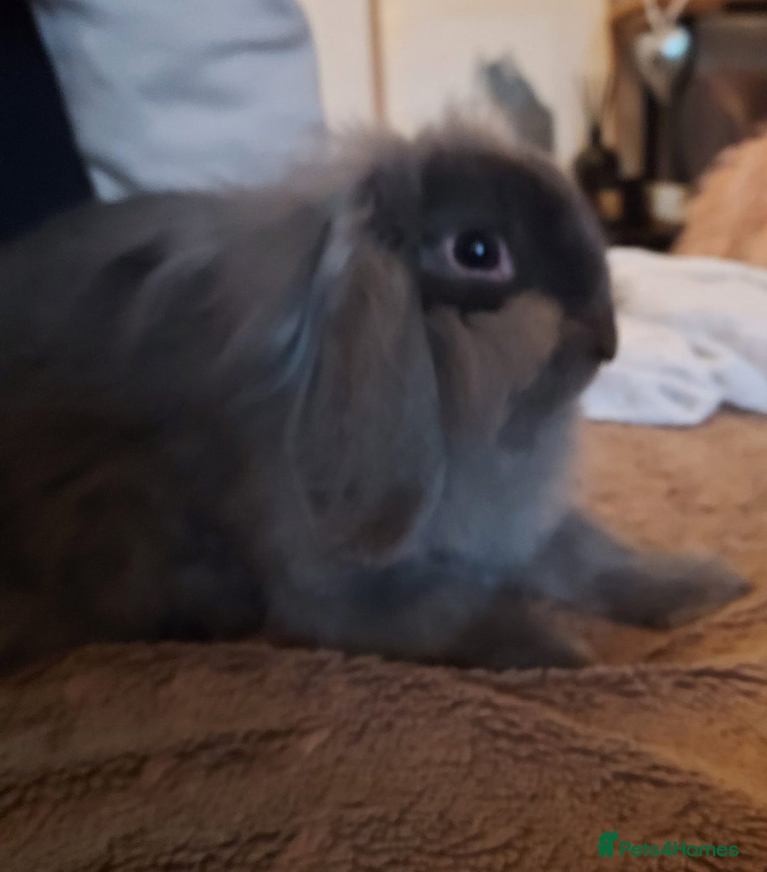 Mixed Breed rabbits for sale: Male lol x lion head - Advert 5