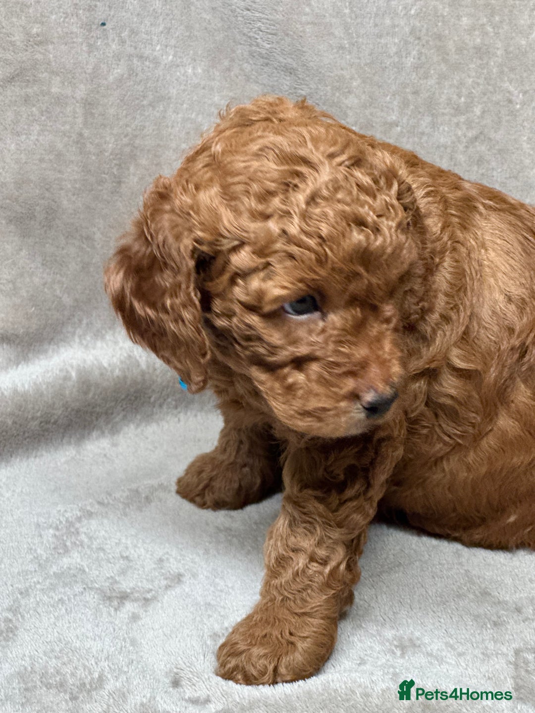 Cockapoo dogs for sale: Red Mini Cockapoo Puppies-Ready - 14 of January  - Advert 38