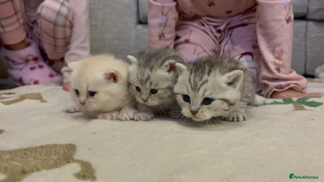 British Shorthair cats for sale: 🩶Silver & Cream BSH kittens🤍 in Nottingham - Advert 8
