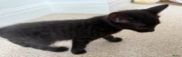 Mixed Breed cats for sale: Brownie, male kitten black with prominent stripes - Advert 5