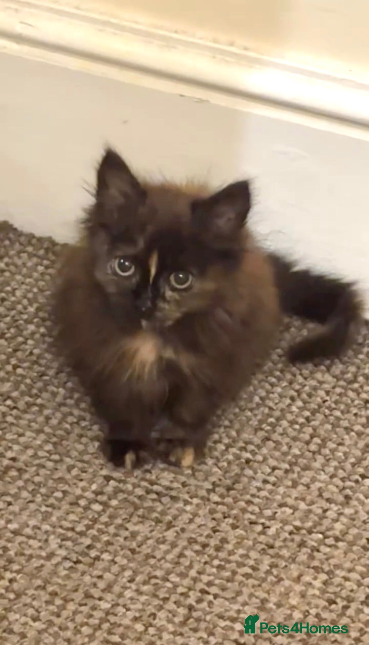 Mixed Breed cats Adorable Female Kitten – Loving Home Wanted - Advert 1