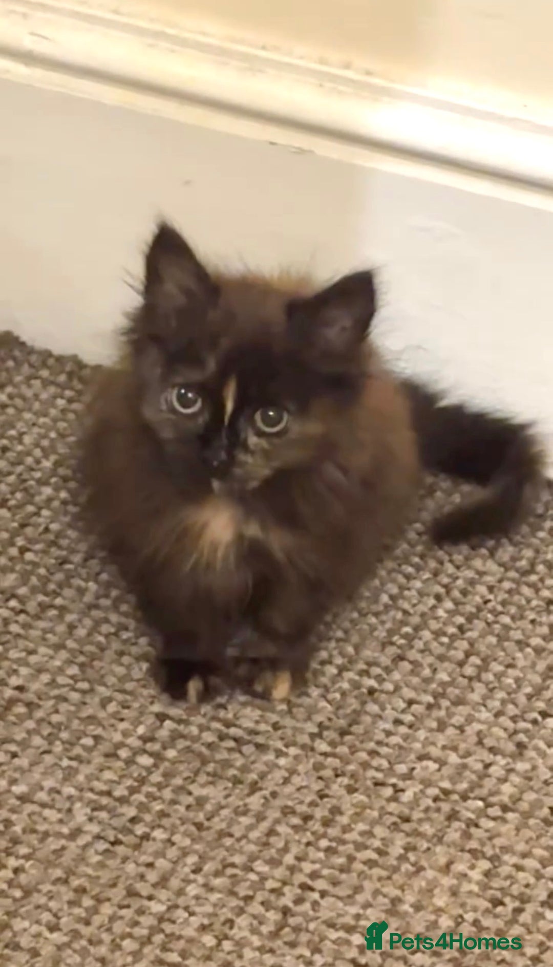 Mixed Breed cats for sale: Adorable Female Kitten – Loving Home Wanted - Advert 1