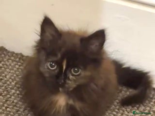 Mixed Breed cats Adorable Female Kitten – Loving Home Wanted - Advert 1