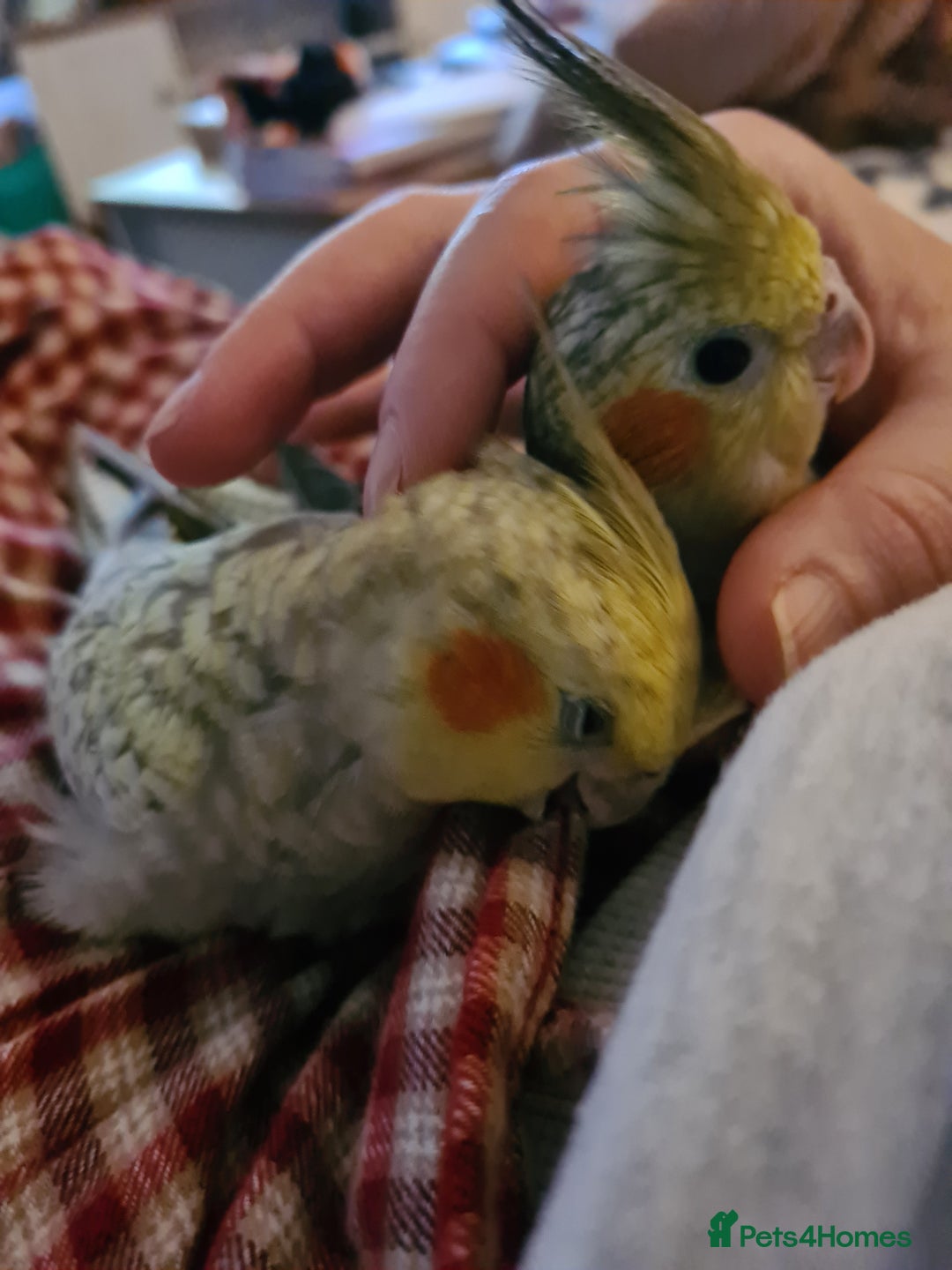 Cockatiels birds for sale: One Male, One Female Hand-Tame Sweet Cockatiels - Advert 8