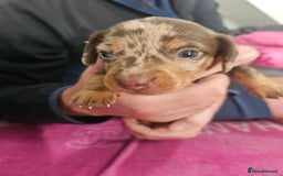 Miniature Dachshund dogs for sale: Miniature dashunds  - Image 14