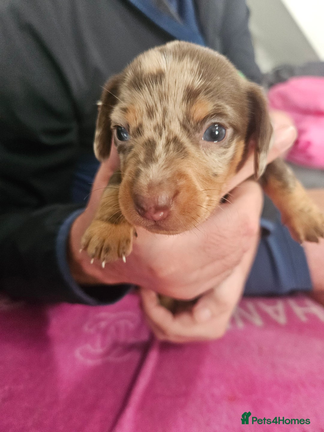 Miniature Dachshund dogs for sale: Miniature dashunds  - Image 14