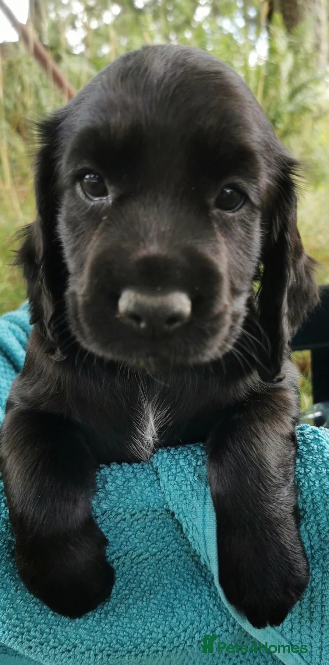 Cocker Spaniel dogs for sale: Cocker Spaniel Pups - Advert 6