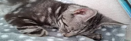 Domestic Shorthair cats for adoption: Ember, stunning tabby girl  in Basingstoke - Advert 7