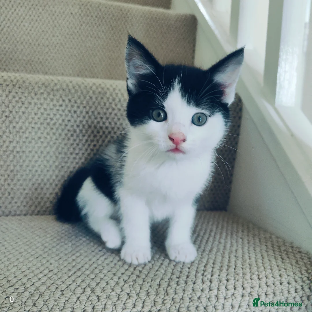 Maine Coon cats for sale: Stunning Maine Coon cross Boys-5 Beautiful fluffy - Advert 18