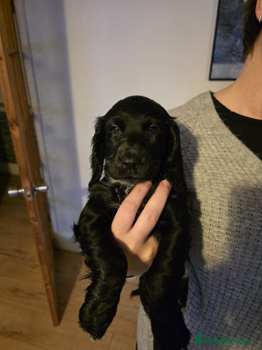 English Springer Spaniel dogs for sale: Spaniel puppies 1 Girl & 3 Boys  - Advert 2
