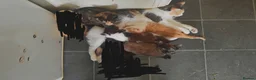 Mixed Breed cats for sale: 6 kittens, 4 boys /, 2 girls, playful, healthy  - Advert 3