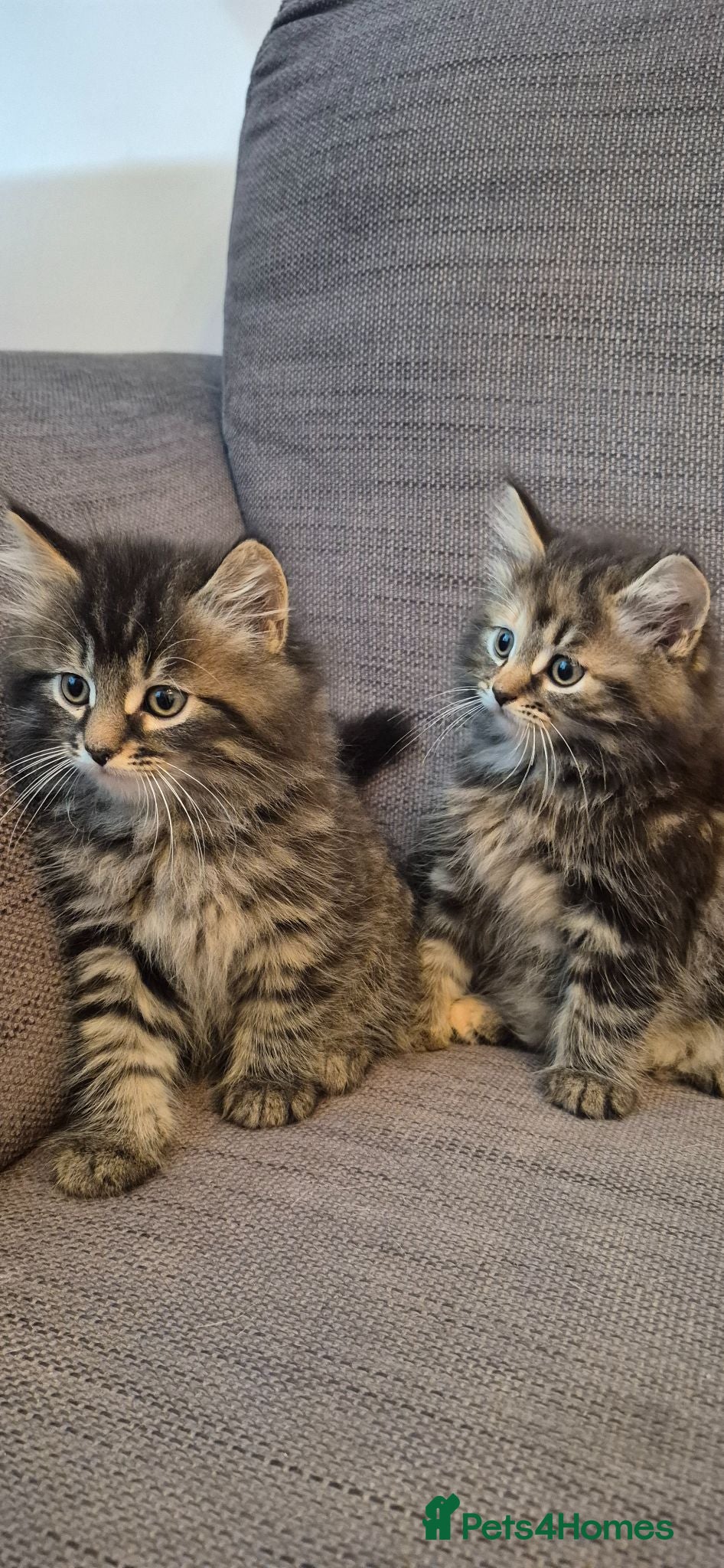 Mixed Breed cats 2 Beautiful kittens - Advert 14