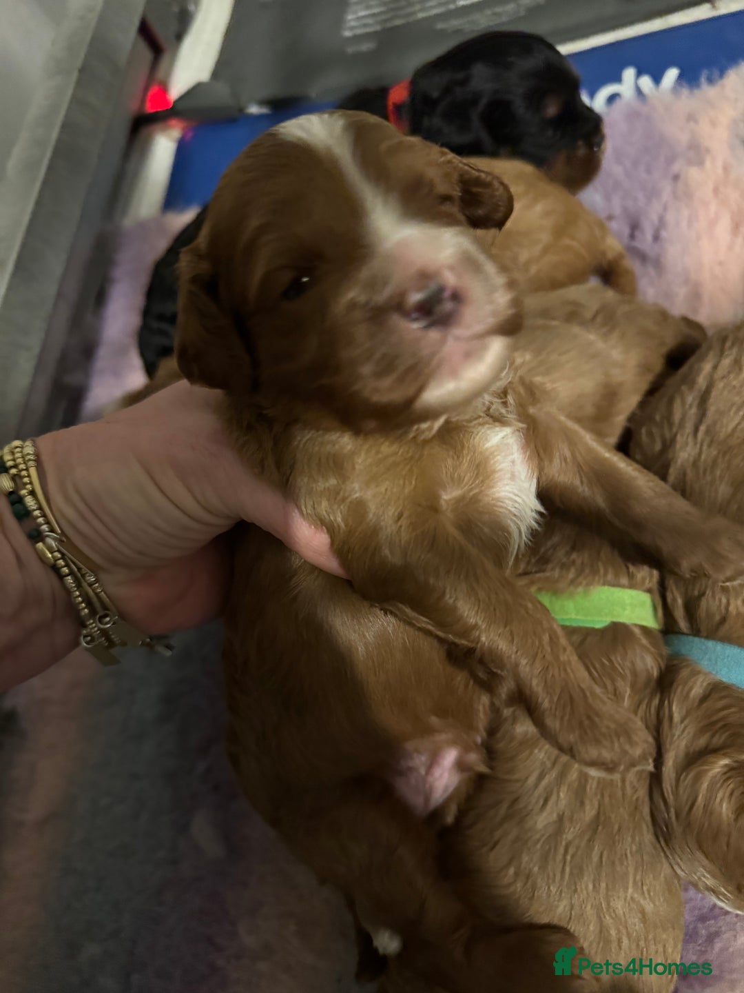 Cavapoo dogs for sale: Cavapoo puppies fully health tested parents - Image 13