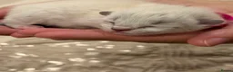 Ragdoll cats for sale: Adorable litter of Ragdoll kittens - Advert 6