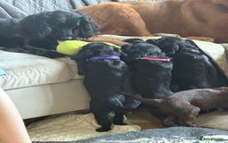 Sprocker dogs for sale: Sprocker puppy last 1 vaccinated and microchipped  - Image 7