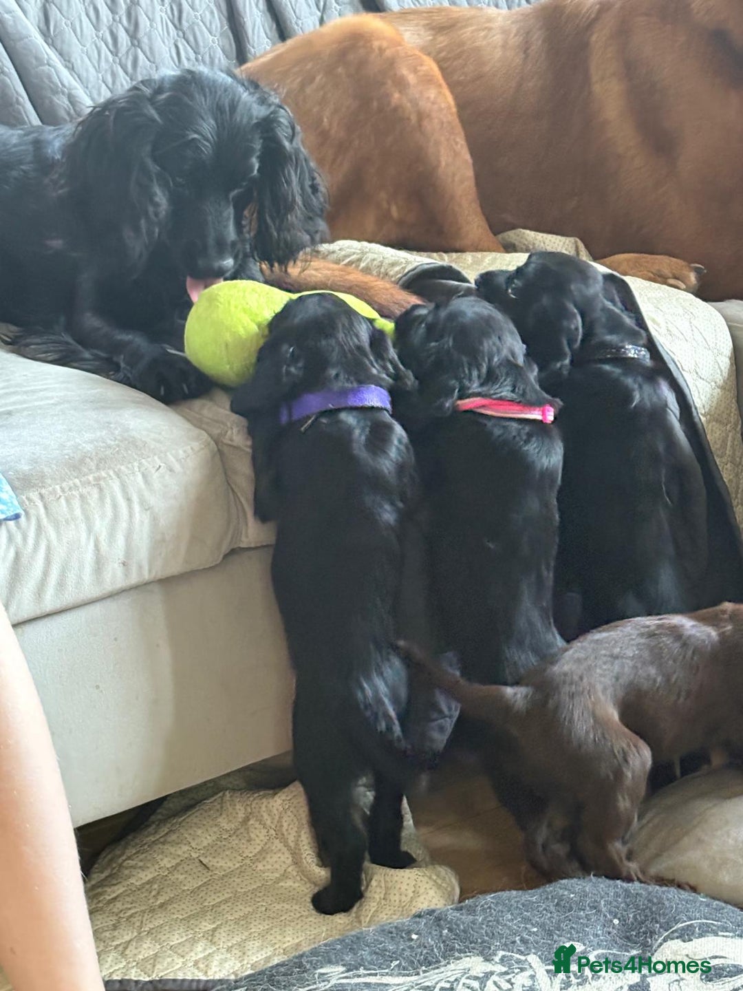 Sprocker dogs for sale: Sprocker puppy last 1 vaccinated and microchipped  - Image 7