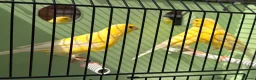 Canaries birds for sale: 100 persent proven waterslager  canary’s hens  - Advert 3
