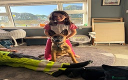 Belgian Shepherd Dog dogs for sale: Male  - Advert 4