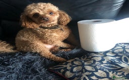 Cockapoo dogs for sale: Championship bloodline F1B toy Cockapoos  - Image 15